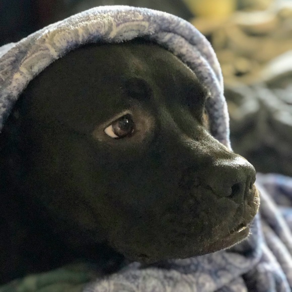 Meet your Posher, Amelia - Picture 7 of 7